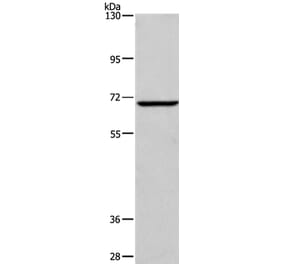 FXR1 Antibody from Signalway Antibody (37580) - Antibodies.com