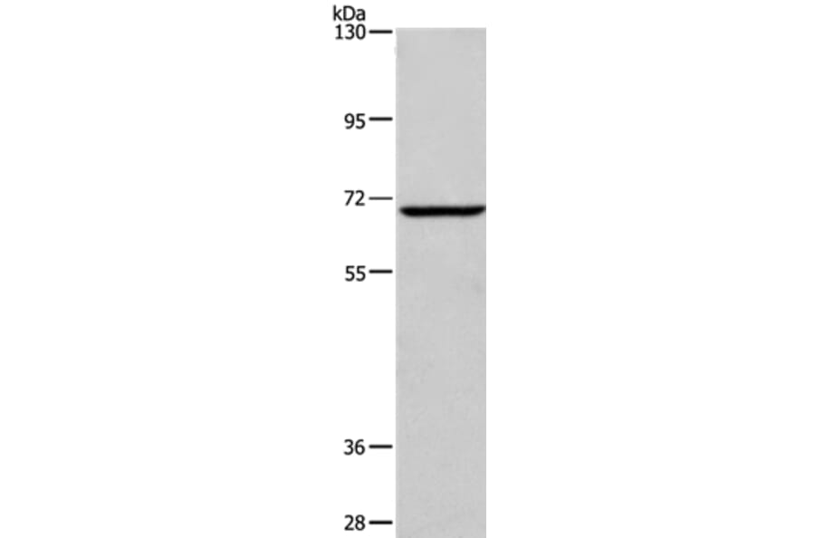 FXR1 Antibody from Signalway Antibody (37580) - Antibodies.com