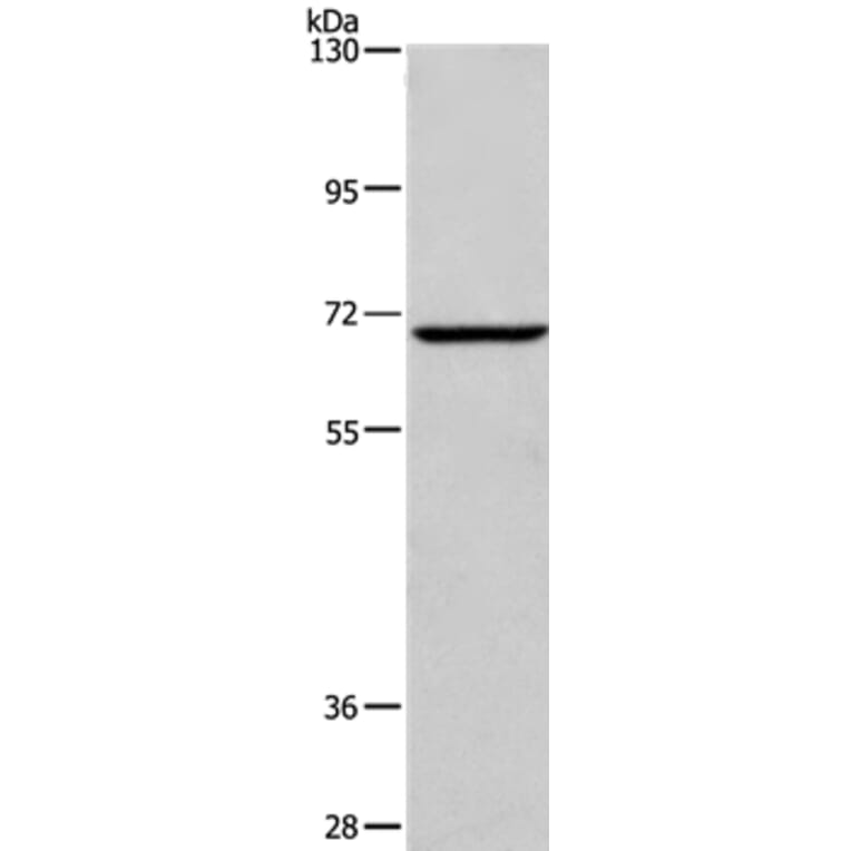 FXR1 Antibody from Signalway Antibody (37580) - Antibodies.com