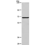 FXR1 Antibody from Signalway Antibody (37580) - Antibodies.com