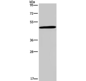 GCGR Antibody from Signalway Antibody (37596) - Antibodies.com