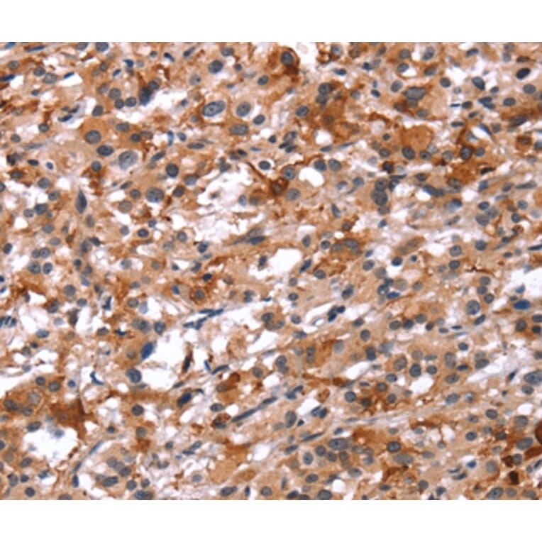 Immunohistochemistry - GCGR Antibody from Signalway Antibody (37596) - Antibodies.com