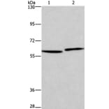 HAS1 Antibody from Signalway Antibody (37613) - Antibodies.com