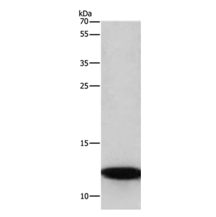 BRK1 Antibody from Signalway Antibody (37618) - Antibodies.com