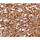 Immunohistochemistry - BRK1 Antibody from Signalway Antibody (37618) - Antibodies.com