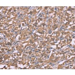 Immunohistochemistry - HRH3 Antibody from Signalway Antibody (37632) - Antibodies.com