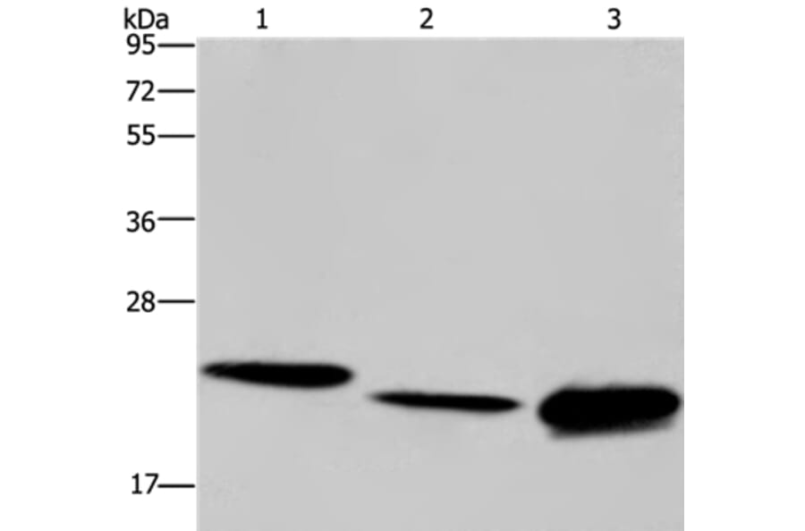 IL19 Antibody from Signalway Antibody (37650) - Antibodies.com