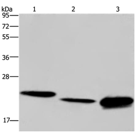 IL19 Antibody from Signalway Antibody (37650) - Antibodies.com