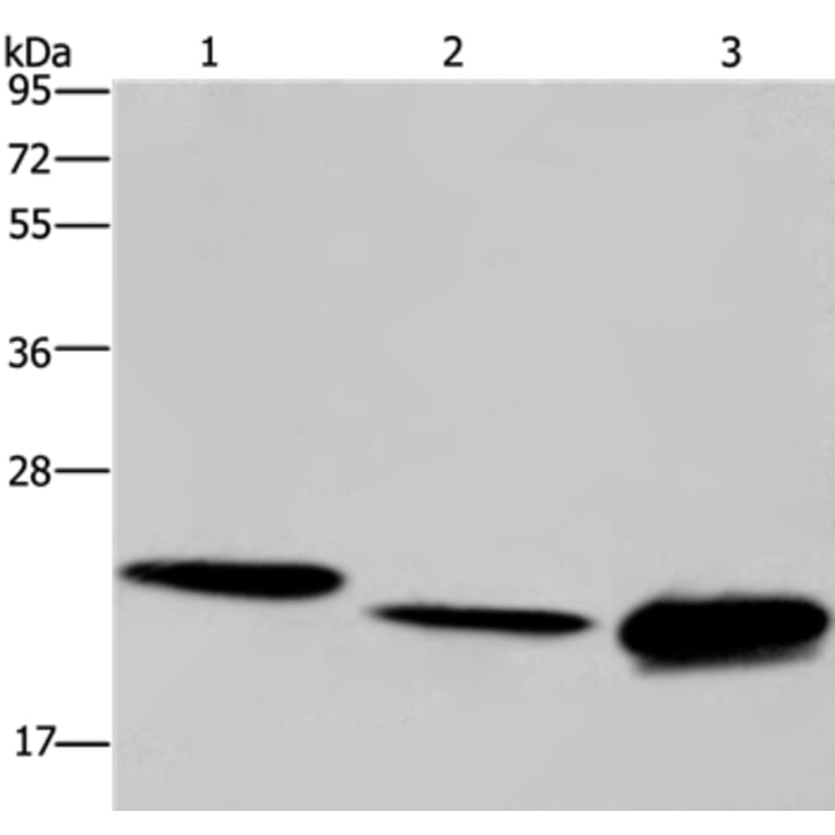 IL19 Antibody from Signalway Antibody (37650) - Antibodies.com