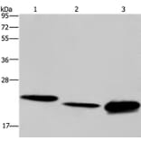 IL19 Antibody from Signalway Antibody (37650) - Antibodies.com