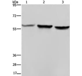 SYN2 Antibody from Signalway Antibody (37653) - Antibodies.com