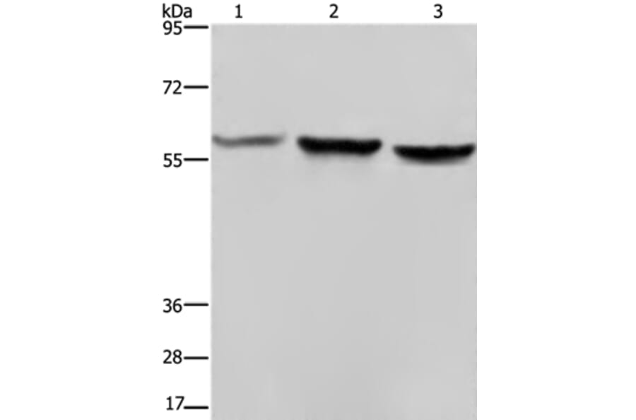 SYN2 Antibody from Signalway Antibody (37653) - Antibodies.com
