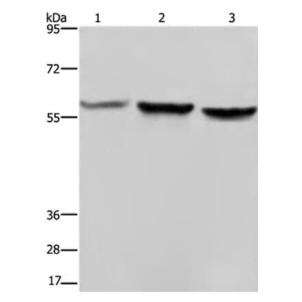 SYN2 Antibody from Signalway Antibody (37653) - Antibodies.com