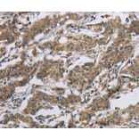 Immunohistochemistry - SYN2 Antibody from Signalway Antibody (37653) - Antibodies.com