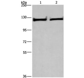 IPO9 Antibody from Signalway Antibody (37657) - Antibodies.com