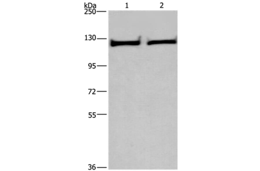 IPO9 Antibody from Signalway Antibody (37657) - Antibodies.com