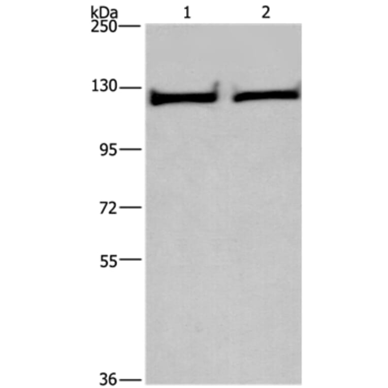 IPO9 Antibody from Signalway Antibody (37657) - Antibodies.com