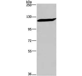 IPO7 Antibody from Signalway Antibody (37658) - Antibodies.com