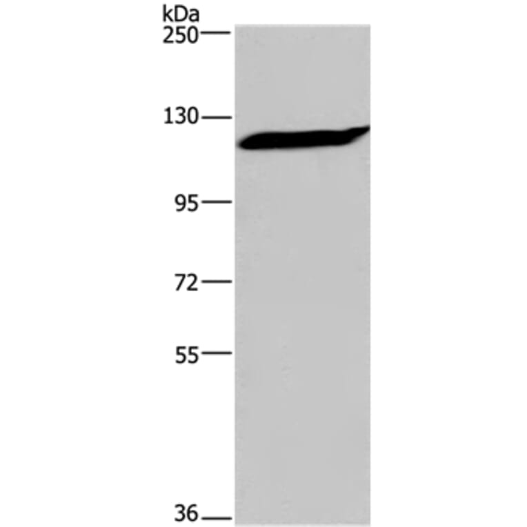 IPO7 Antibody from Signalway Antibody (37658) - Antibodies.com