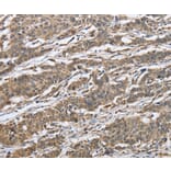 Immunohistochemistry - IPO7 Antibody from Signalway Antibody (37658) - Antibodies.com