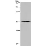 PIM3 Antibody from Signalway Antibody (37701) - Antibodies.com