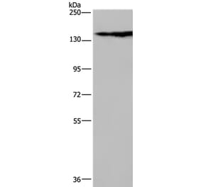 NEFM Antibody from Signalway Antibody (37760) - Antibodies.com