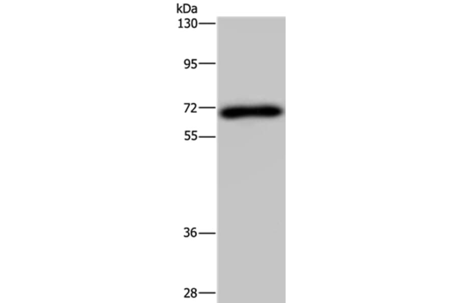NMT1 Antibody from Signalway Antibody (37769) - Antibodies.com