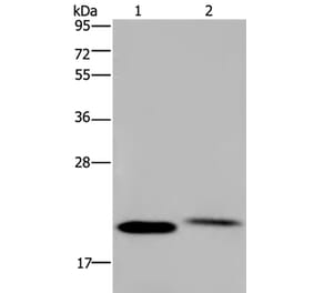 NRAS Antibody from Signalway Antibody (37777) - Antibodies.com