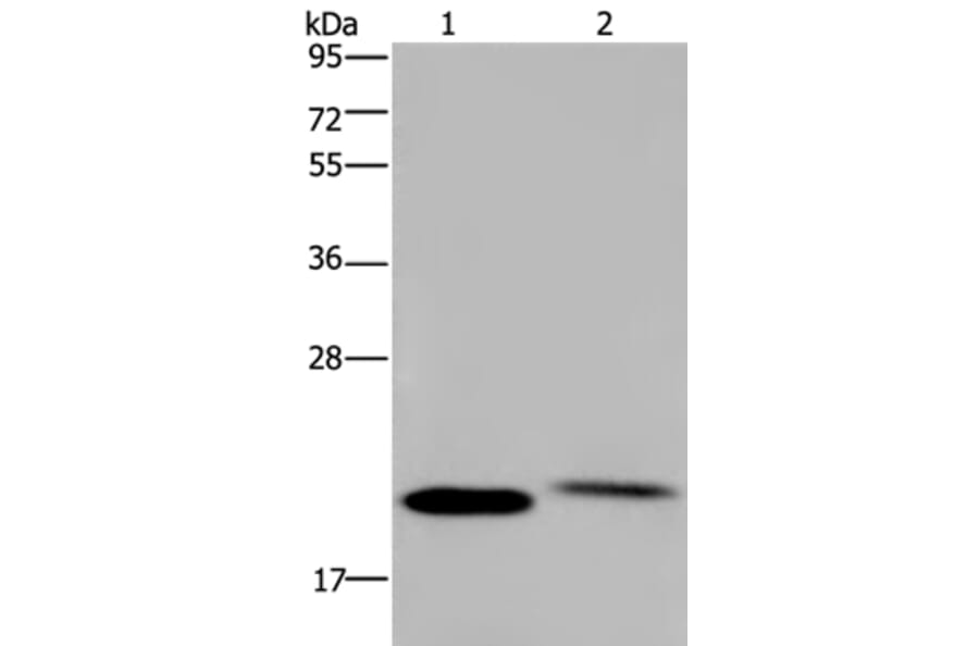 NRAS Antibody from Signalway Antibody (37777) - Antibodies.com
