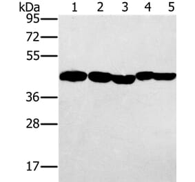 PON1 Antibody from Signalway Antibody (37840) - Antibodies.com
