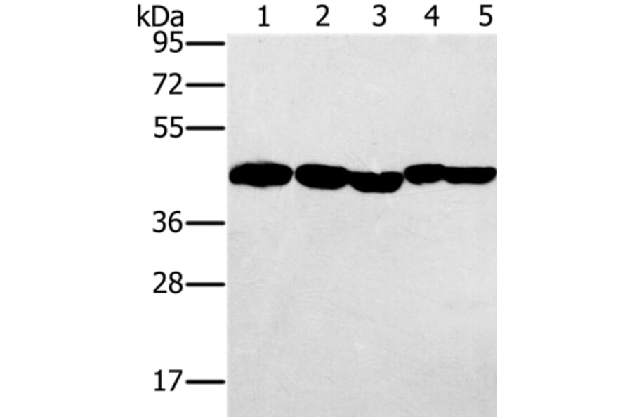 PON1 Antibody from Signalway Antibody (37840) - Antibodies.com