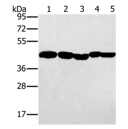PON1 Antibody from Signalway Antibody (37840) - Antibodies.com