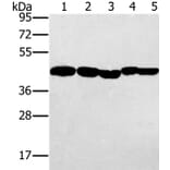 PON1 Antibody from Signalway Antibody (37840) - Antibodies.com