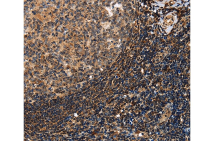 Immunohistochemistry - PON1 Antibody from Signalway Antibody (37840) - Antibodies.com