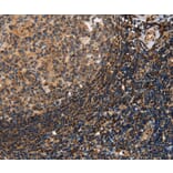 Immunohistochemistry - PON1 Antibody from Signalway Antibody (37840) - Antibodies.com