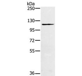 MUC1 Antibody from Signalway Antibody (37857) - Antibodies.com