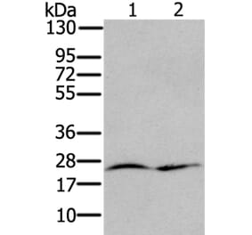 RRAS Antibody from Signalway Antibody (37881) - Antibodies.com