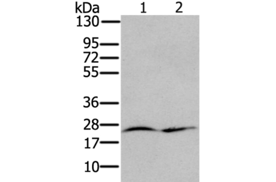 RRAS Antibody from Signalway Antibody (37881) - Antibodies.com