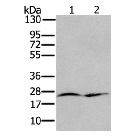 RRAS Antibody from Signalway Antibody (37881) - Antibodies.com