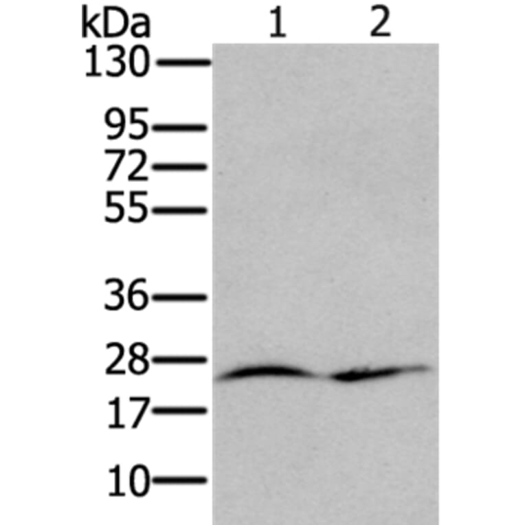 RRAS Antibody from Signalway Antibody (37881) - Antibodies.com