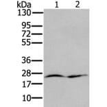 RRAS Antibody from Signalway Antibody (37881) - Antibodies.com