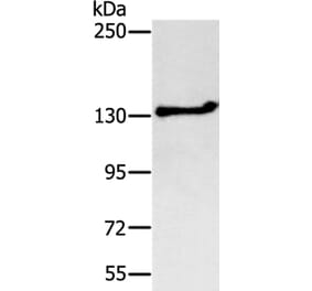 NEMF Antibody from Signalway Antibody (37902) - Antibodies.com