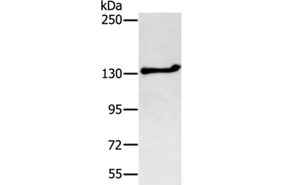 NEMF Antibody from Signalway Antibody (37902) - Antibodies.com