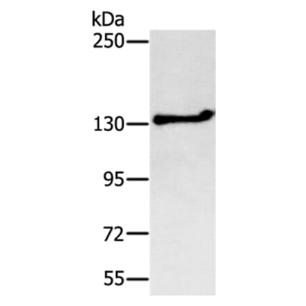 NEMF Antibody from Signalway Antibody (37902) - Antibodies.com