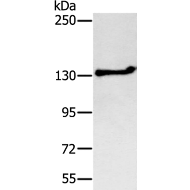 NEMF Antibody from Signalway Antibody (37902) - Antibodies.com