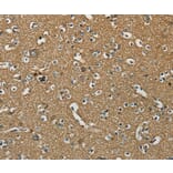 Immunohistochemistry - NEMF Antibody from Signalway Antibody (37902) - Antibodies.com