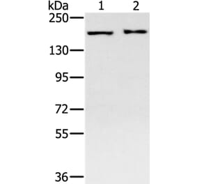 SMC4 Antibody from Signalway Antibody (37957) - Antibodies.com