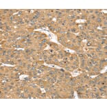 Immunohistochemistry - SMC4 Antibody from Signalway Antibody (37957) - Antibodies.com