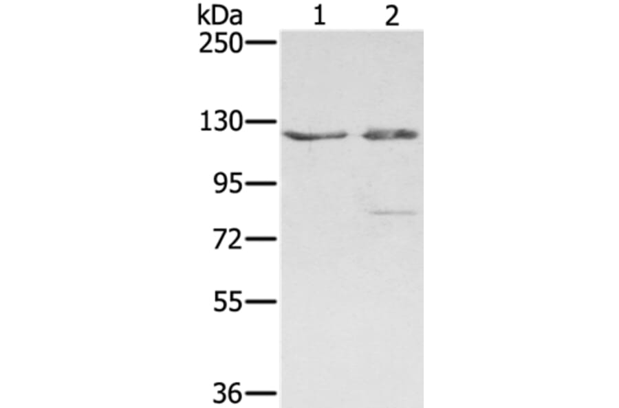 SMC6 Antibody from Signalway Antibody (37958) - Antibodies.com
