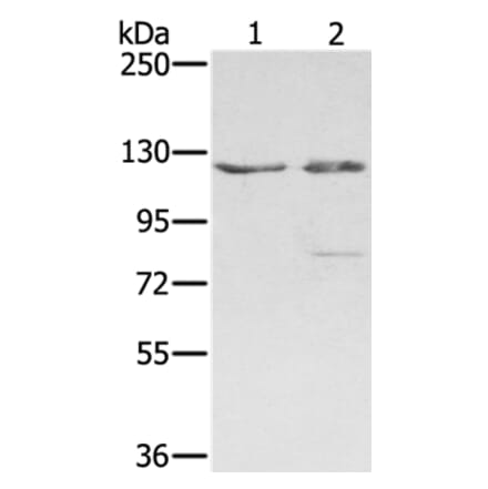 SMC6 Antibody from Signalway Antibody (37958) - Antibodies.com